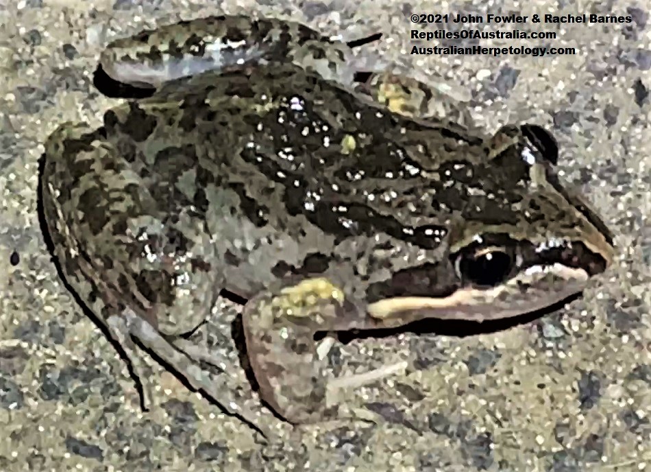 Spotted Marsh Frog (Limnodynastes tasmaniensis) photographed in Tingalpa, Brisbane