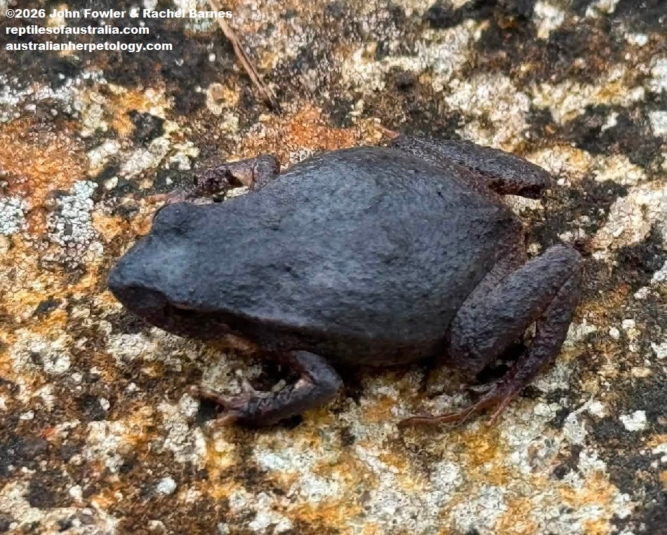 Quacking Frog (Crinia georgiana) photographed in the Perth area