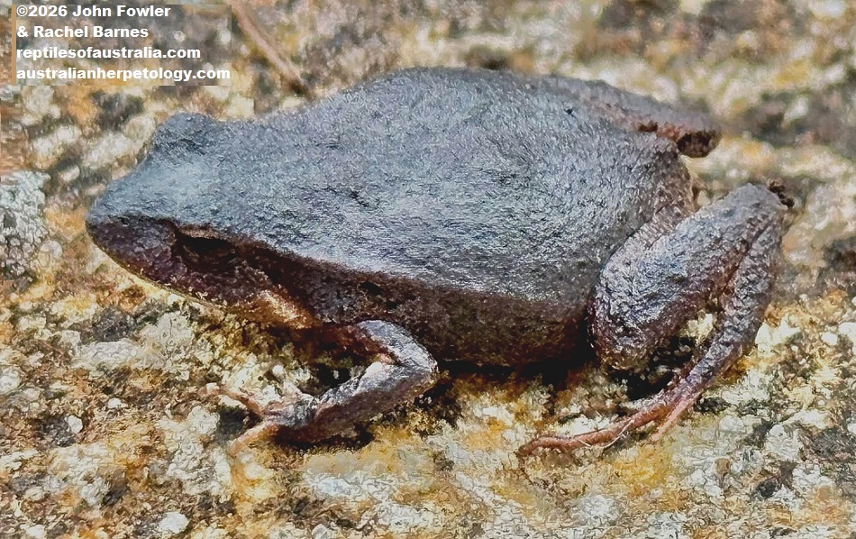 Quacking Frog (Crinia georgiana) photographed in the Perth area
