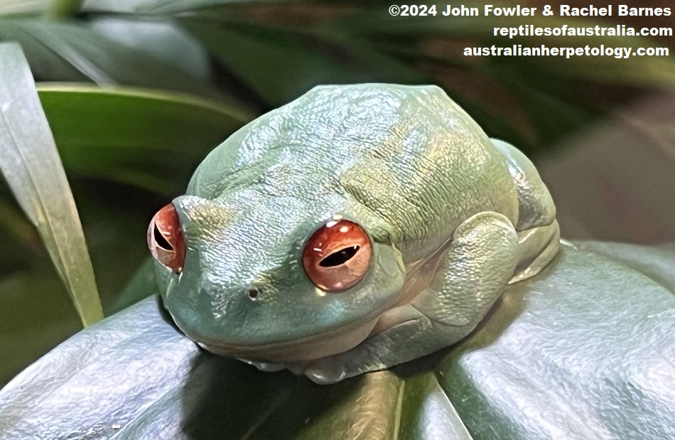 Red-eyed Tree Frog (Litoria chloris)