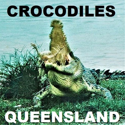 Qld CROCODILES Crocodylia Crocodilia Saltwater freshwater estuarine