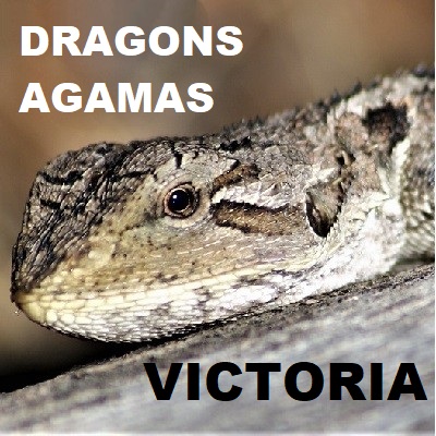 DRAGON LIZARDS of Victoria Agamas Agamidae - Victoria