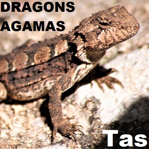 Agamas (Dragons) of Tasmania
