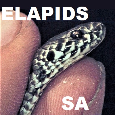 Elapids of South Australia
