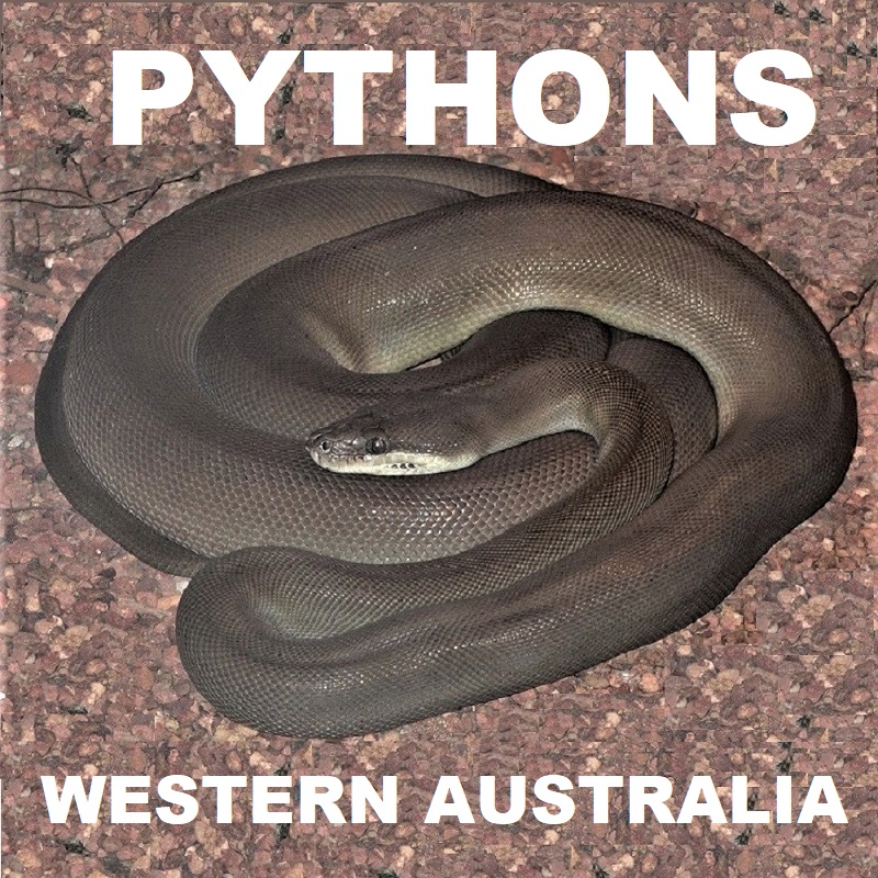 LISTING OF WESTERN AUSTRALIAN PYTHONS 