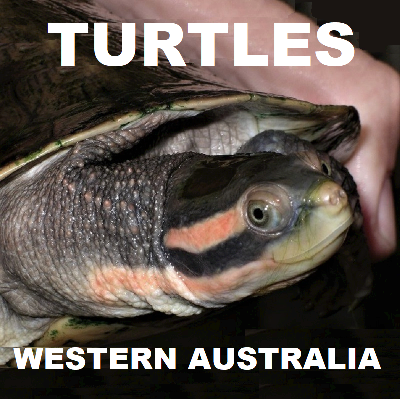 WESTERN AUSTRALIA TURTLES Tortoises Chelonii Testudines