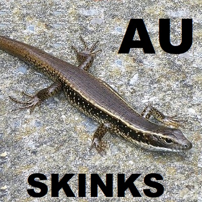 Skinks of Australia