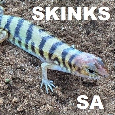 Skinks of Australia
