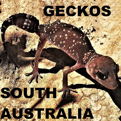Geckos of South Australia