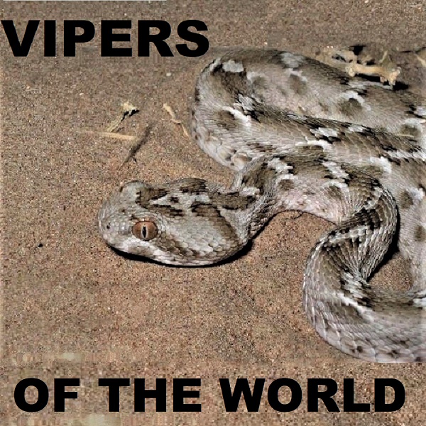 Vipers of the World