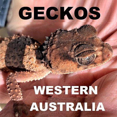 WESTERN AUSTRALIA GECKO LIZARDS Gekkonidae
