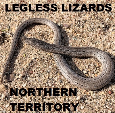 NORTHERN TERRITORY - LEGLESS LIZARDS - SPECIES LISTING