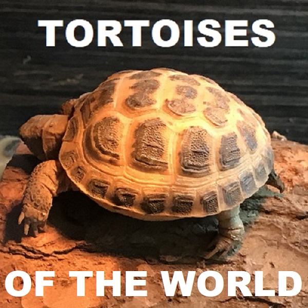 Tortoises of the would menu button