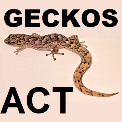 Geckos of ACT