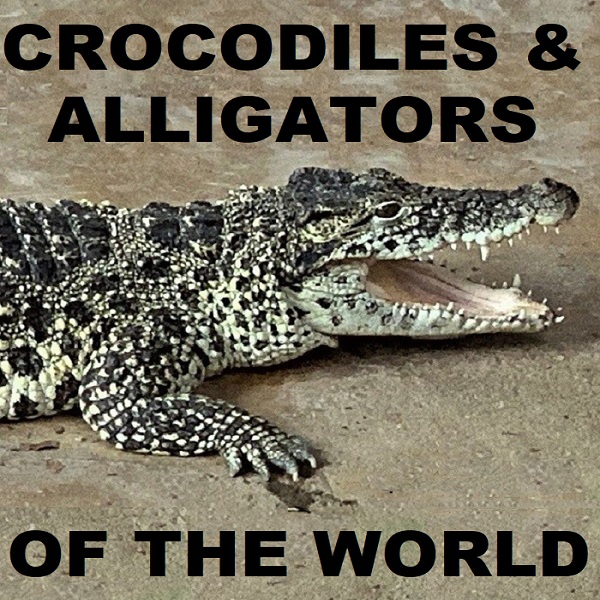 Crocodiles and Alligators of the World