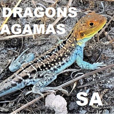 DRAGON LIZARDS Agamas Agamidae