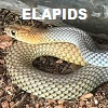 Elapids