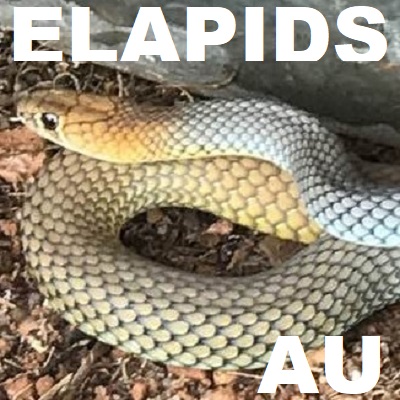 ELAPID SNAKES - Elapidae Cobras Coral Snakes