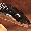 COLUBRID SNAKES - Colubridae Homalopsidae Mud Snakes
