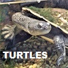 TURTLES Tortoises Chelonii Testudines