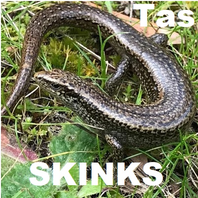 Skinks of Tasmania