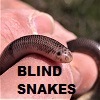 BLIND SNAKES - Worm Snakes - Typhlopidae Ramphotyphlops