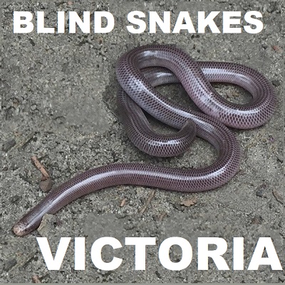 Blind Snakes of Victoria