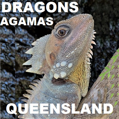 DRAGON LIZARDS Agamas of Queensland