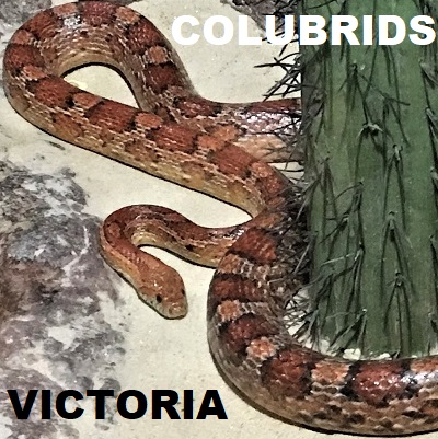 COLUBRID SNAKES of VICTORIA