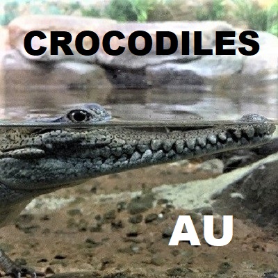 CROCODILES Crocodylia Crocodilia Saltwater freshwater estuarine