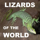 Lizards of the World