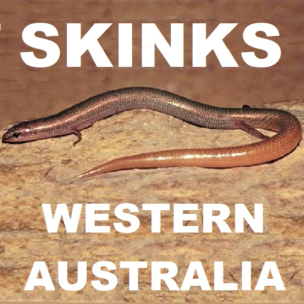 SKINKS OF WESTERN AUSTRALIA- SPECIES LIST
