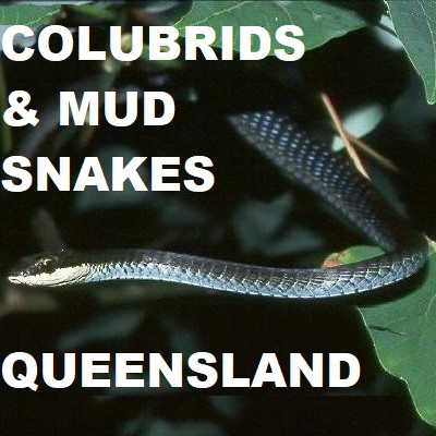 COLUBRID SNAKES - Colubridae Homalopsidae Mud Snakes