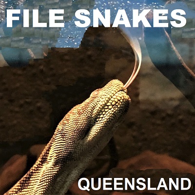Qld FILE SNAKES - Acrochordidae