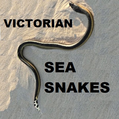 SEA SNAKES OF VICTORIA