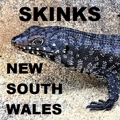 Skinks of NSW