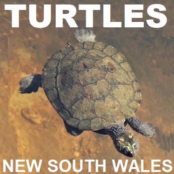 Turtles of NSW