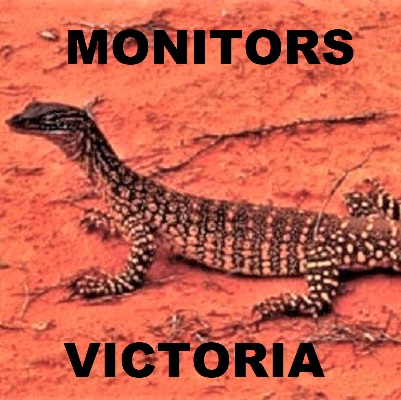 Monitors of Victoria - Goannas Varanids Varanidae