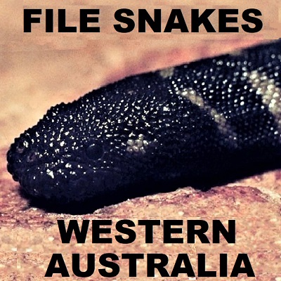 WESTERN AUSTRALIAN FILE SNAKES - Acrochordidae