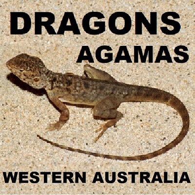 WESTERN AUSTRALIA DRAGON LIZARDS Agamas Agamidae