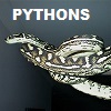 PYTHON SNAKES - Pythonidae