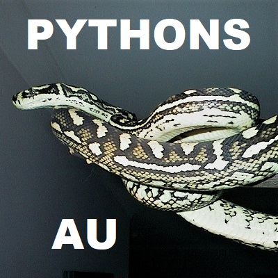 PYTHON SNAKES - Pythonidae