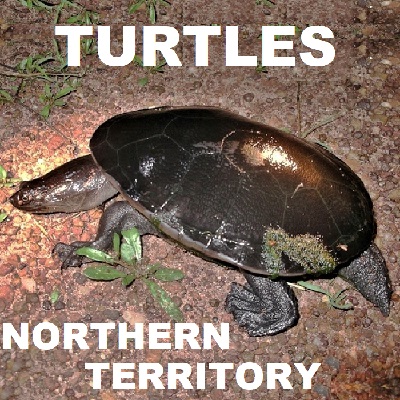 Northern Territory TURTLES Tortoises Chelonii Testudines