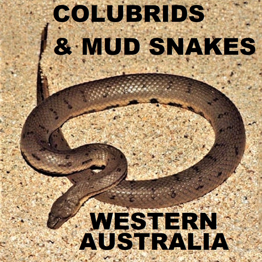 COLUBRID SNAKES - Colubridae Homalopsidae Mud Snakes of WA