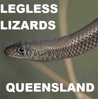 Queensland LEGLESS LIZARDS Pygopodidae Pygopods