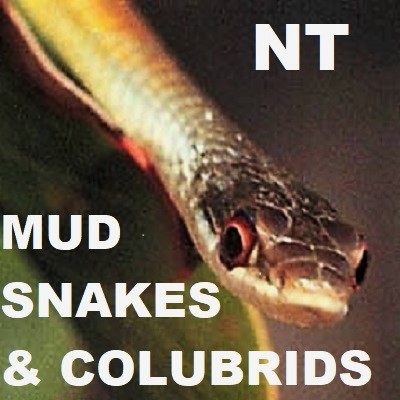 COLUBRID SNAKES - Colubridae Homalopsidae Mud Snakes of NT