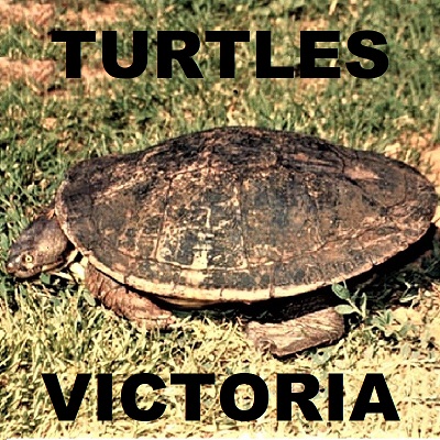 VICTORIAN TURTLES 