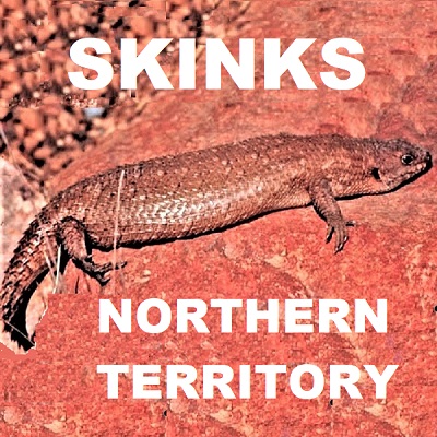SKINKS OF NORTHERN TERRITORY- SPECIES LIST