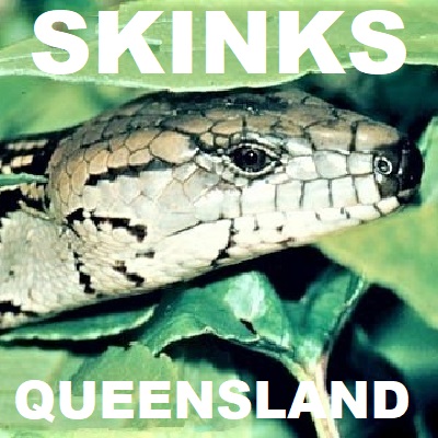 Skinks of Queensland