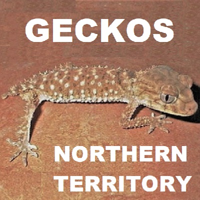 NORTHERN TERRITORY GECKO LIZARDS Gekkonidae